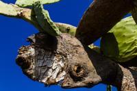 © Copyright Raphael Kessler 2012 - Italy - Sicily - Valle dei Templi - Prickly pear cacti