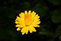 © Copyright - Raphael Kessler 2011 - Sweden - Yellow flower