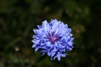 © Copyright - Raphael Kessler 2011 - Sweden - Blue flower