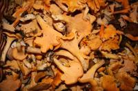 © Copyright - Raphael Kessler 2011 - Sweden - Mushrooms