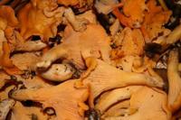 © Copyright - Raphael Kessler 2011 - Sweden - Mushrooms