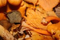 © Copyright - Raphael Kessler 2011 - Sweden - Mushrooms