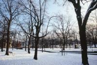 © Copyright - Raphael Kessler 2011 - USA - Grand Canyon trees