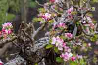 © Copyright Raphael Kessler 2025 – Wales – Llanerchaeron 8