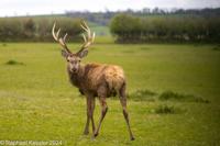 © Copyright Raphael Kessler 2025 – Wales – H Deer Park – deer park 1