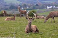 © Copyright Raphael Kessler 2025 – Wales – H Deer Park – deer park 2