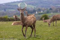 © Copyright Raphael Kessler 2025 – Wales – H Deer Park – deer park 3