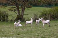 © Copyright Raphael Kessler 2025 – Wales – H Deer Park – deer park 4