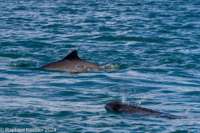 © Copyright Raphael Kessler 2025 – Wales – I Ramsey Island – ramsey island 10