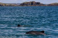 © Copyright Raphael Kessler 2025 – Wales – I Ramsey Island – ramsey island 11