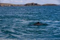 © Copyright Raphael Kessler 2025 – Wales – I Ramsey Island – ramsey island 12