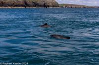 © Copyright Raphael Kessler 2025 – Wales – I Ramsey Island – ramsey island 13