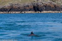 © Copyright Raphael Kessler 2025 – Wales – I Ramsey Island – ramsey island 14