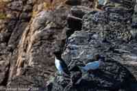 © Copyright Raphael Kessler 2025 – Wales – I Ramsey Island – ramsey island 17