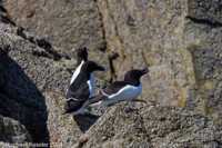 © Copyright Raphael Kessler 2025 – Wales – I Ramsey Island – ramsey island 18