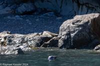 © Copyright Raphael Kessler 2025 – Wales – I Ramsey Island – ramsey island 19