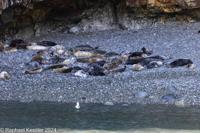 © Copyright Raphael Kessler 2025 – Wales – I Ramsey Island – ramsey island 21