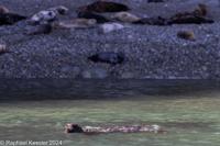 © Copyright Raphael Kessler 2025 – Wales – I Ramsey Island – ramsey island 22