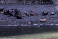 © Copyright Raphael Kessler 2025 – Wales – I Ramsey Island – ramsey island 23