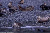 © Copyright Raphael Kessler 2025 – Wales – I Ramsey Island – ramsey island 24