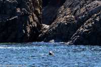 © Copyright Raphael Kessler 2025 – Wales – I Ramsey Island – ramsey island 25