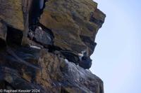 © Copyright Raphael Kessler 2025 – Wales – I Ramsey Island – ramsey island 27