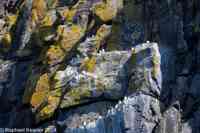 © Copyright Raphael Kessler 2025 – Wales – I Ramsey Island – ramsey island 29