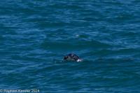 © Copyright Raphael Kessler 2025 – Wales – I Ramsey Island – ramsey island 31