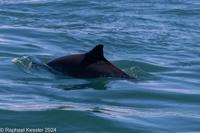 © Copyright Raphael Kessler 2025 – Wales – I Ramsey Island – ramsey island 4