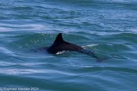 © Copyright Raphael Kessler 2025 – Wales – I Ramsey Island – ramsey island 5