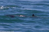 © Copyright Raphael Kessler 2025 – Wales – I Ramsey Island – ramsey island 6
