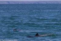 © Copyright Raphael Kessler 2025 – Wales – I Ramsey Island – ramsey island 7