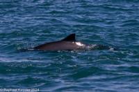 © Copyright Raphael Kessler 2025 – Wales – I Ramsey Island – ramsey island 8