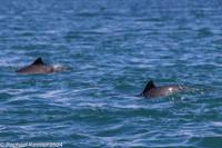© Copyright Raphael Kessler 2025 – Wales – I Ramsey Island – ramsey island 9
