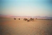 © Copyright - Raphael Kessler 2011 - Israel - Camels in the  Negev Desert