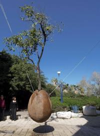 © Copyright - Raphael Kessler 2011 - Israel - Jaffa - Floating tree