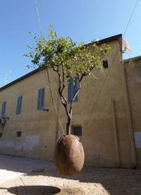 © Copyright - Raphael Kessler  - Israel  - Jaffa suspended tree