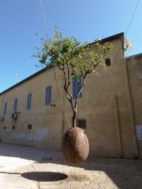 © Copyright - Raphael Kessler 2011 - Israel - Jaffa - Floating tree