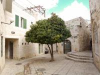 © Copyright - Raphael Kessler 2011 - Israel - Jerusalem - Tree