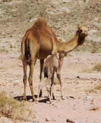 © Copyright - Raphael Kessler 2011 - Jordan - Wadi Rum camel mother and child