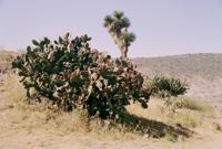 © Copyright Raphael Kessler - Mexico - Cactus