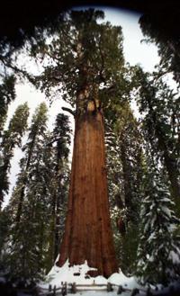 © Copyright Raphael Kessler - USA - General Sherman The World S Biggest Living Thing