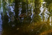 © Copyright - Raphael Kessler 2013 - USA - Boston - Duck