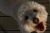 © Copyright - Raphael Kessler 2013 - USA - Cohasset - Dog