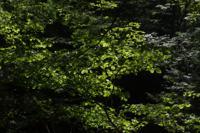 © Copyright - Raphael Kessler 2013 - USA - Copake - Leaves