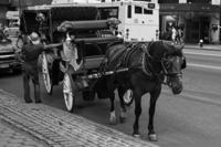 © Copyright - Raphael Kessler 2013 - USA - New York - Pony & trap