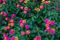 © Copyright Raphael Kessler - USA - Arlington 21