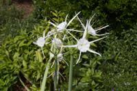 © Copyright - Raphael Kessler 2013 - USA - Washington DC - In the botanic gardens