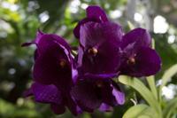 © Copyright - Raphael Kessler 2013 - USA - Washington DC - In the botanic gardens