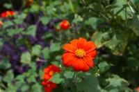 © Copyright - Raphael Kessler 2013 - USA - Washington DC - In the botanic gardens